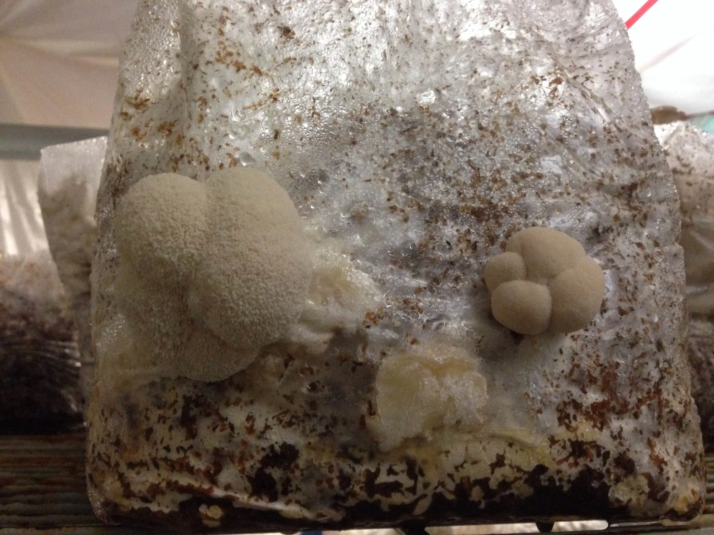 Lions Mane Mushroom Grow Kit, Hericium erinaceus Cultivation Kit, Pom