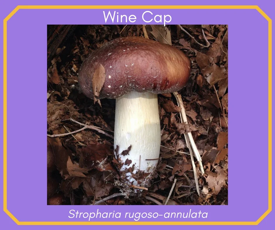 WINE CAP MUSHROOM STARTER SPAWN(*backorder*), The Soil Builder Wine