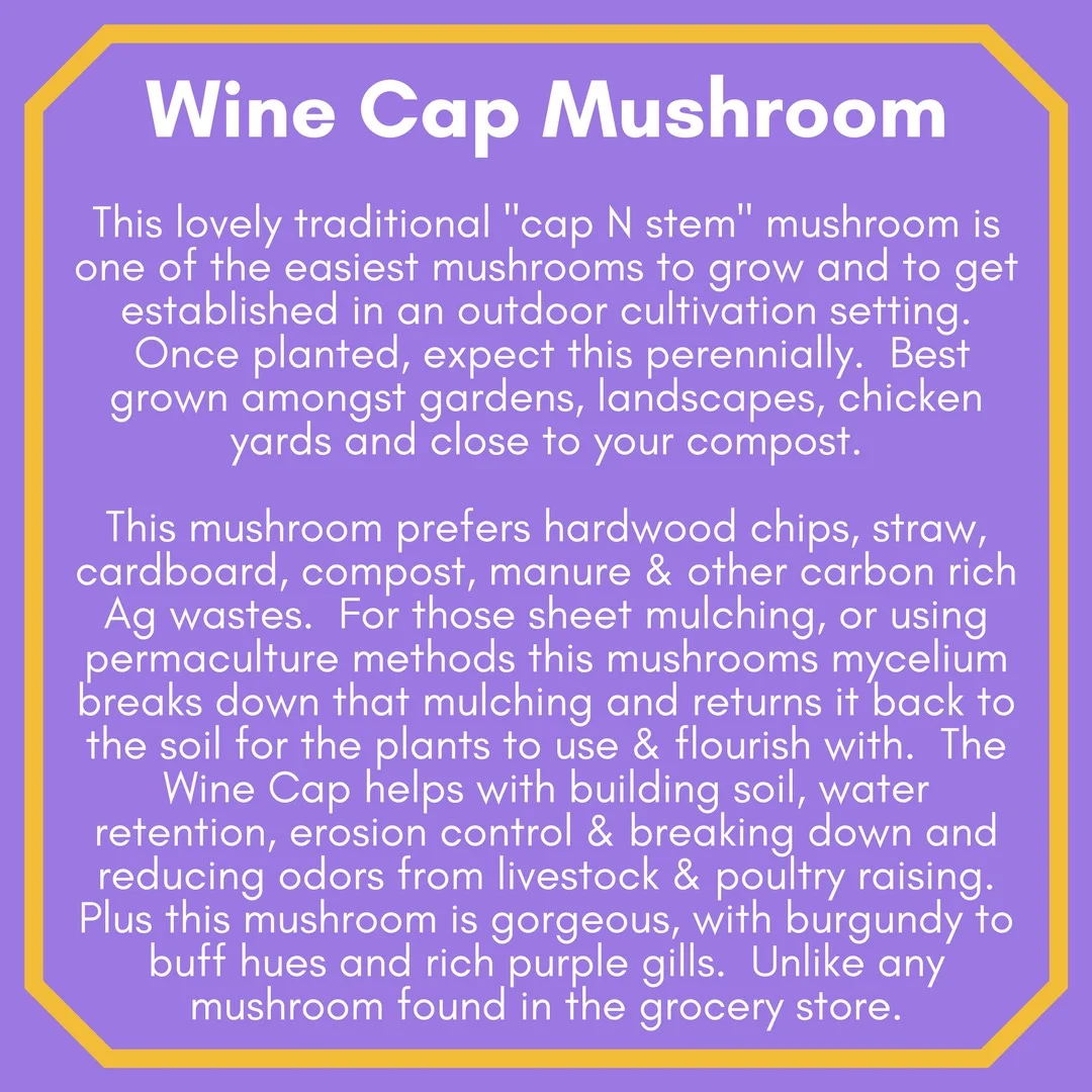 WINE CAP MUSHROOM STARTER SPAWN(*backorder*), The Soil Builder Wine