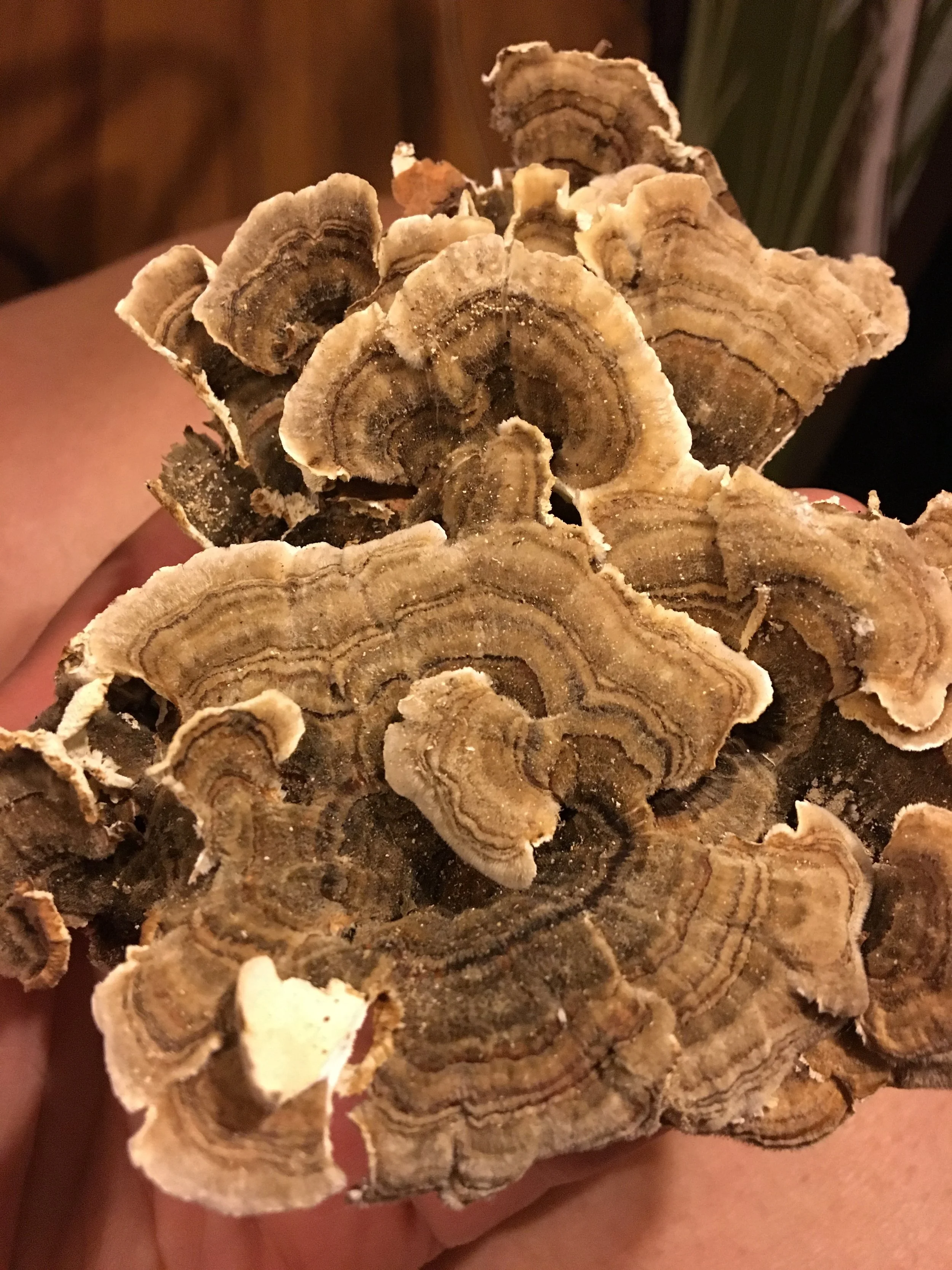 Dried Turkey Tail Mushrooms, Trametes versicolor, Coriolus versicolor