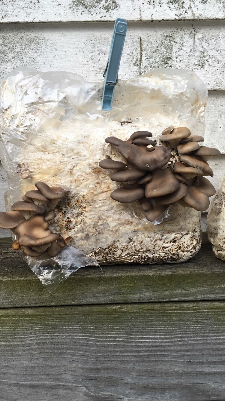 mushroom growing kit