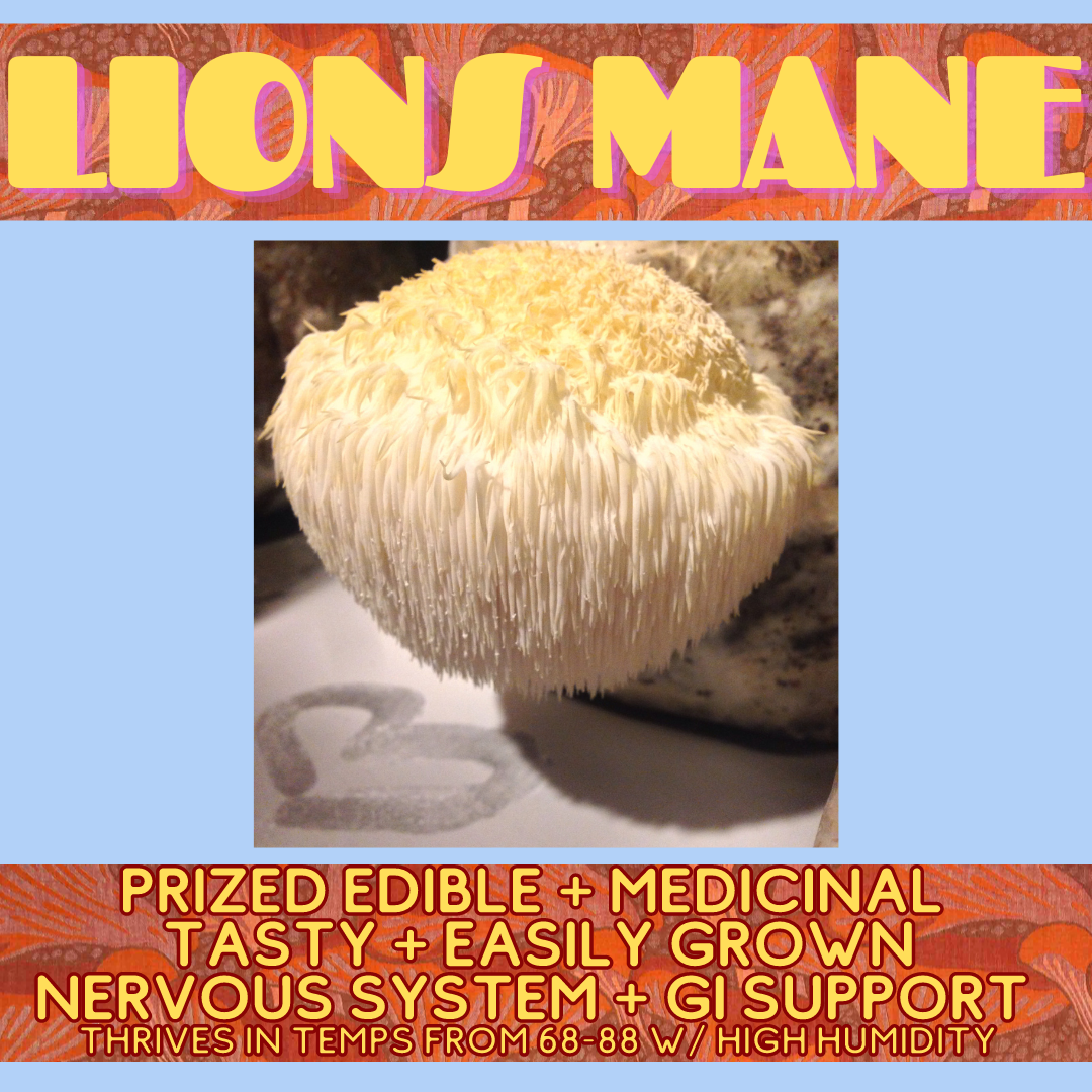 Lions Mane Mushroom Grow Kit, Hericium erinaceus Cultivation Kit, Pom
