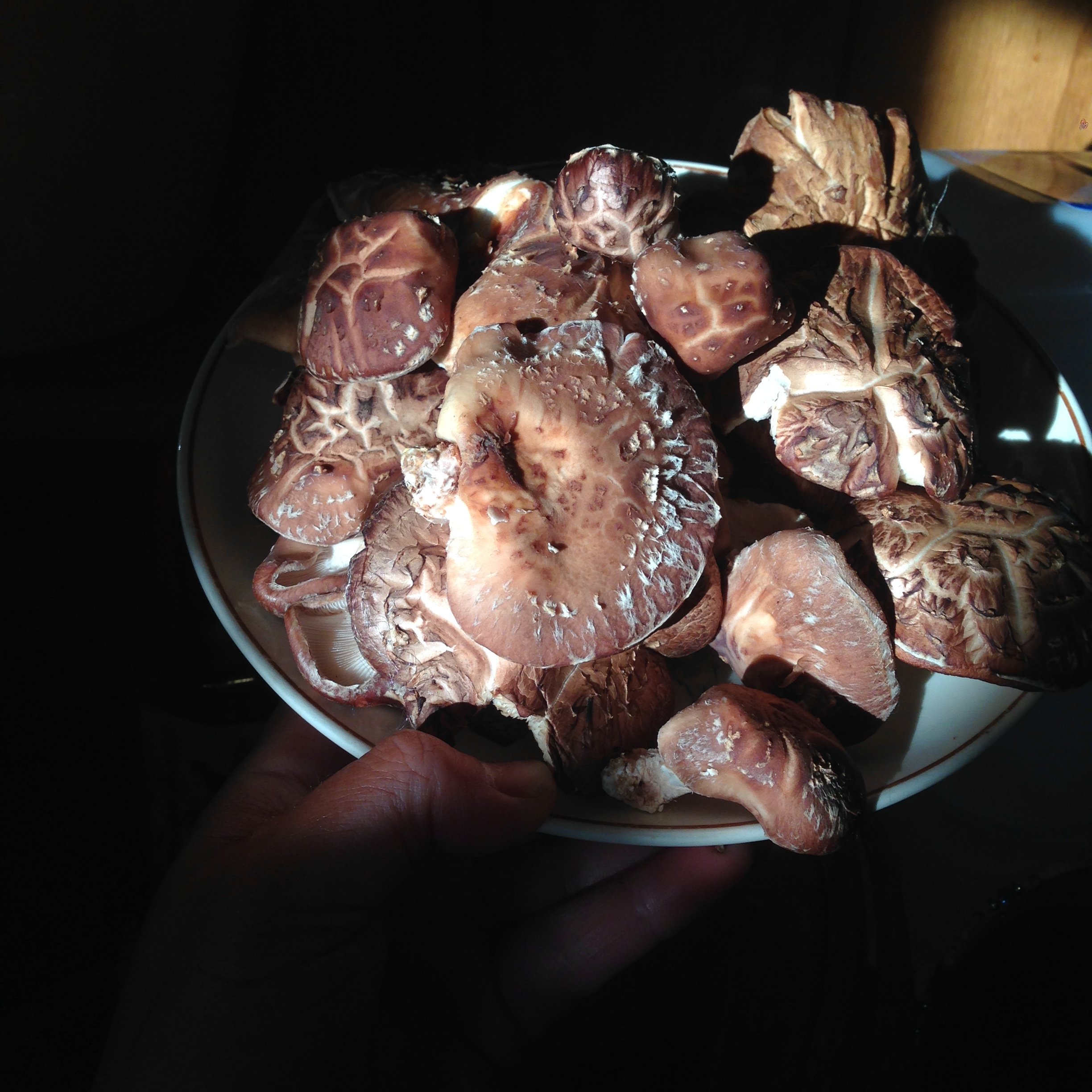 BLENDIE FROM THE CUBBIE: 5 Mushroom Blend Tincture, Double Extract