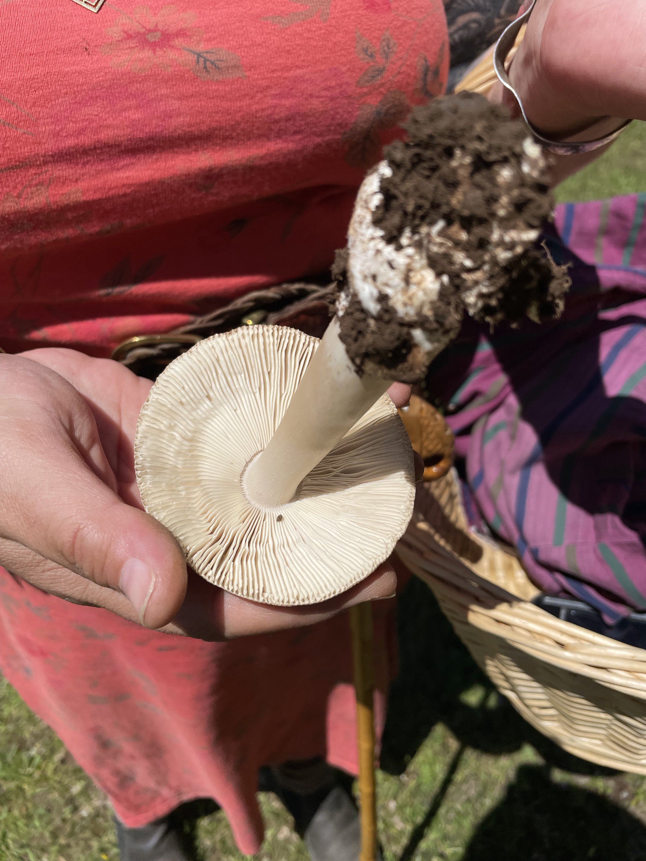 Mushrooms + Culture of Greece - Atlanta