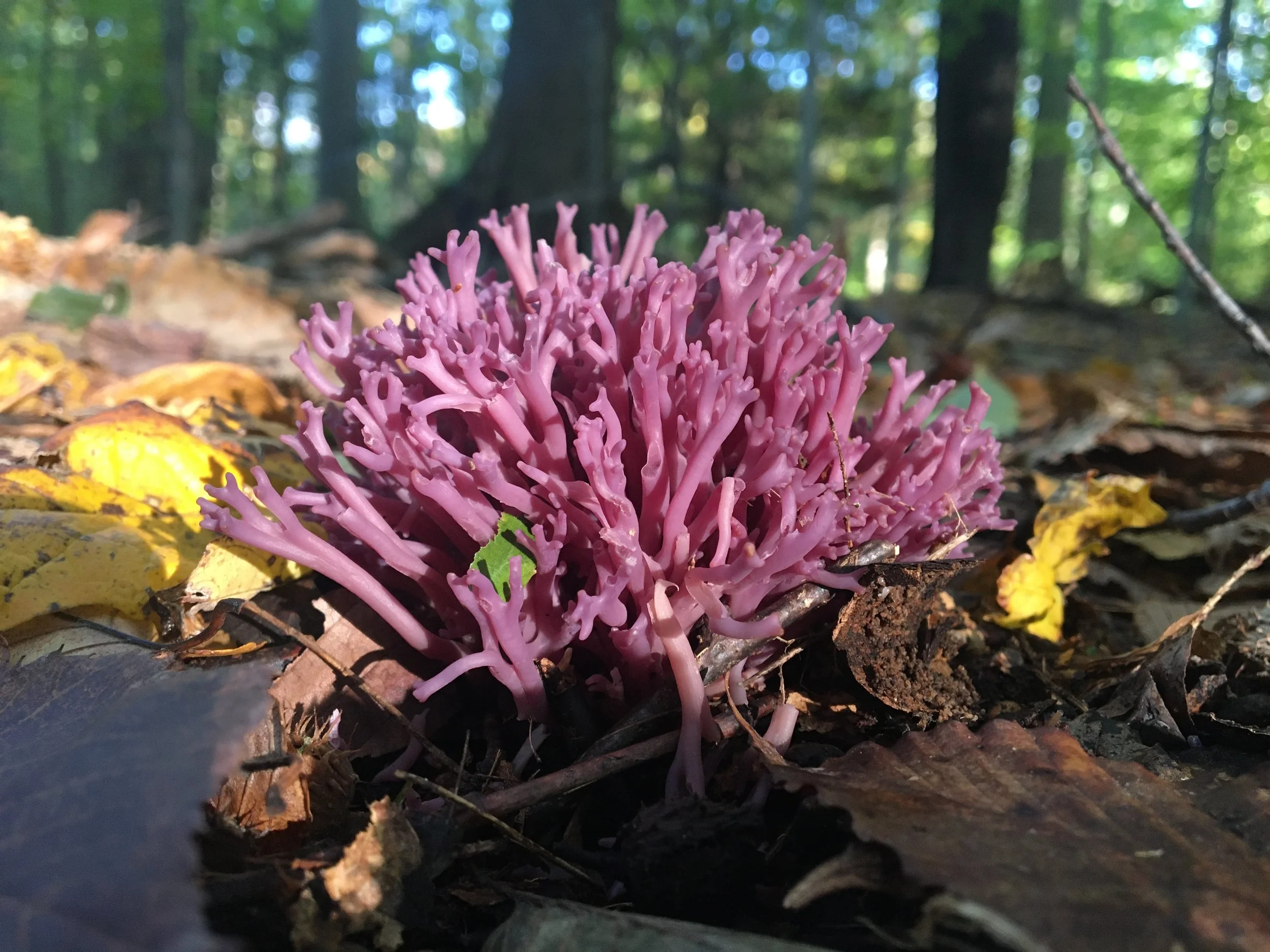 Community Mushroom Walk - Rochester, NY