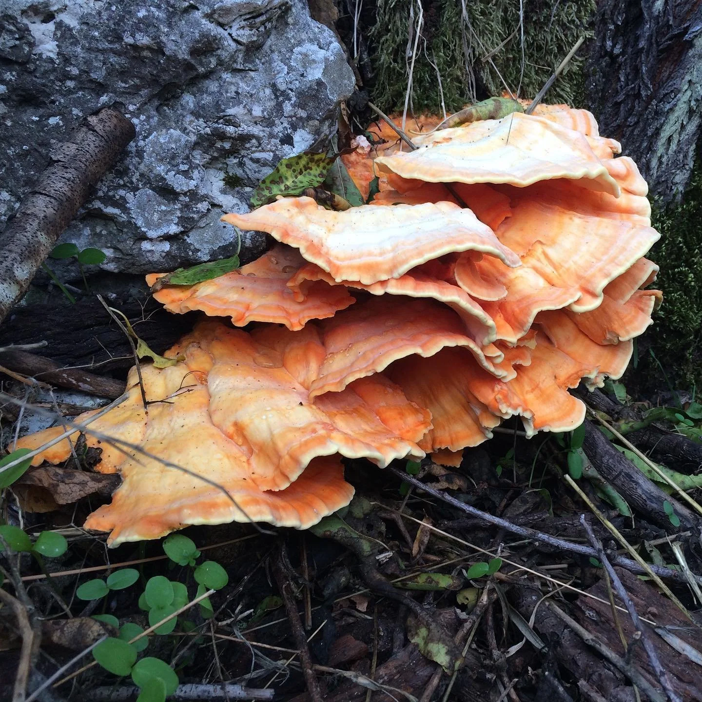 Private Foraging Despoit