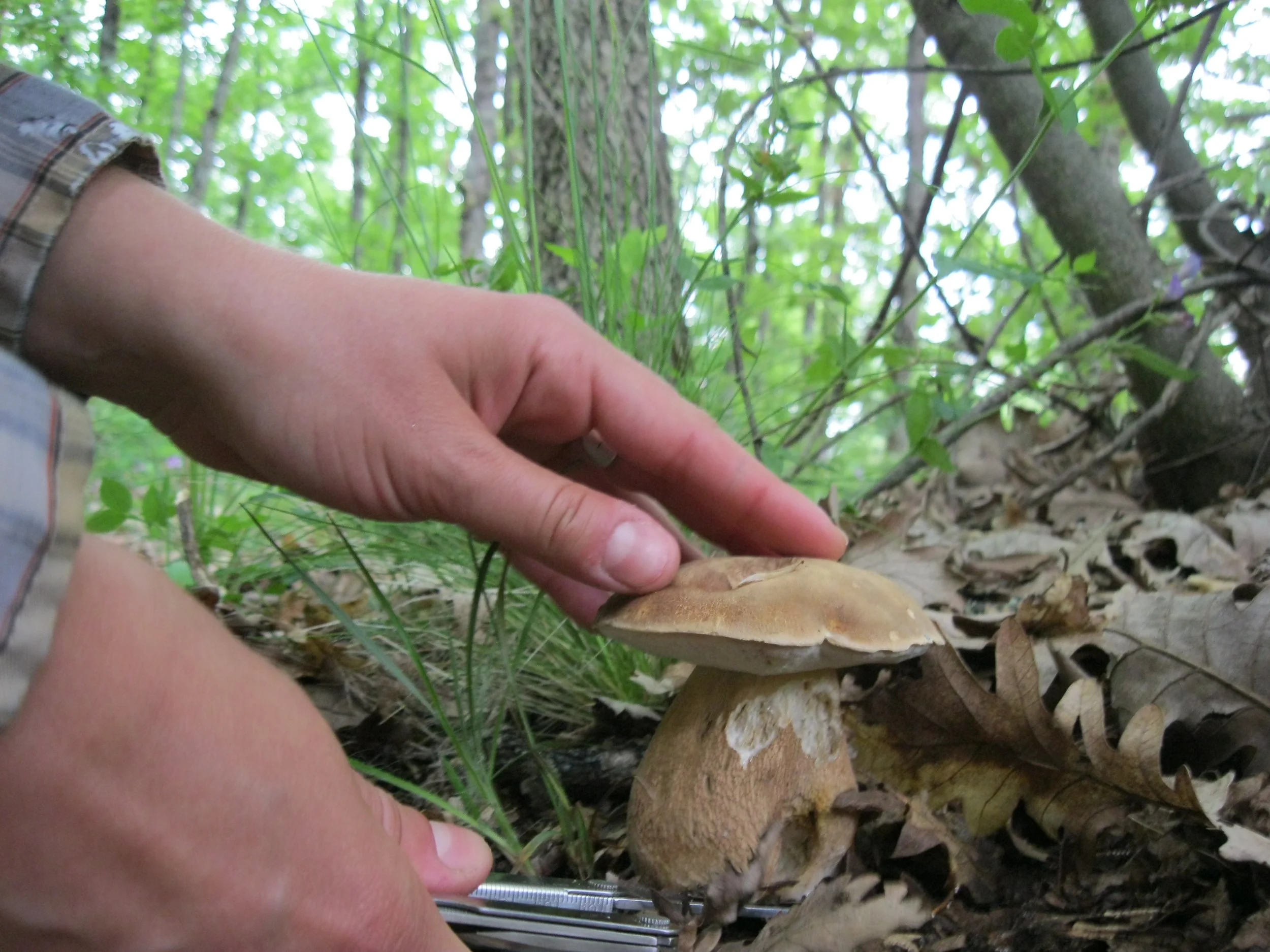 Boletus.JPG
