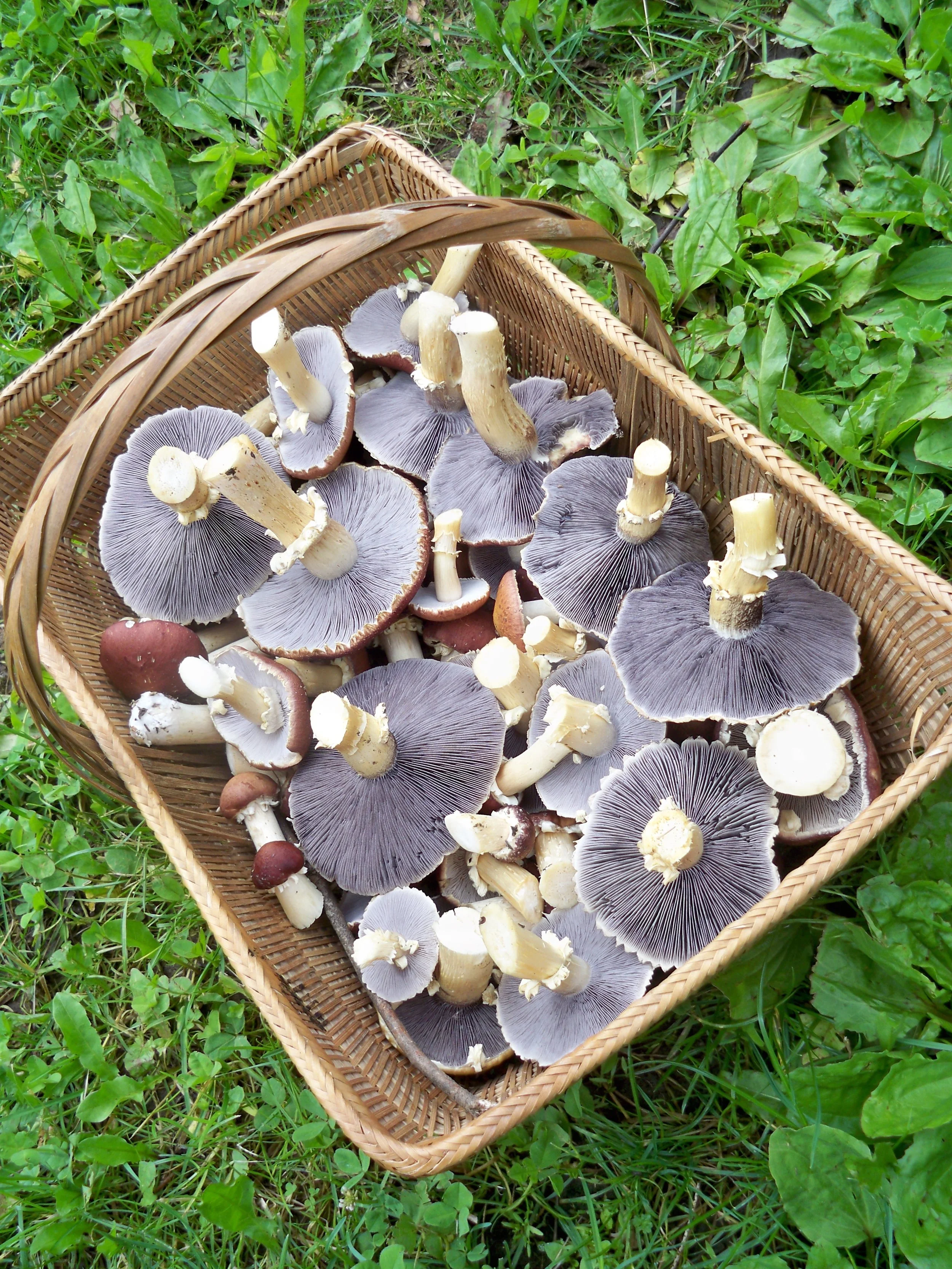 WINE CAP MUSHROOM STARTER SPAWN - Wine Cap Mushroom Starter Kit, Garden Giant Mushroom Outdoor Spawn, King Stropharia