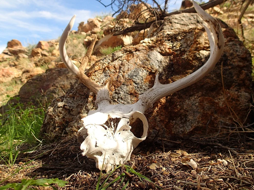 mule deer skull and antlers really small.jpg