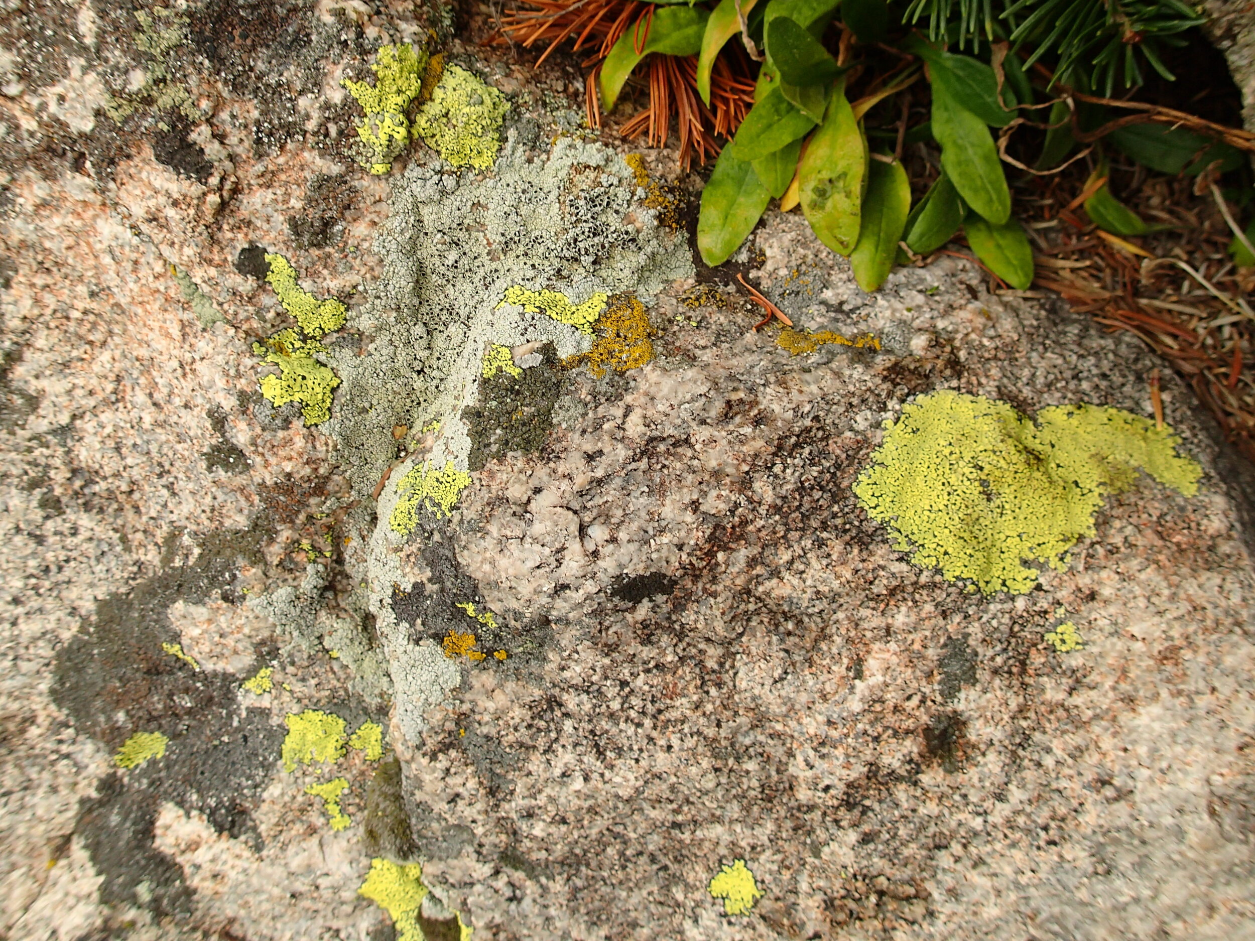 lichen.JPG