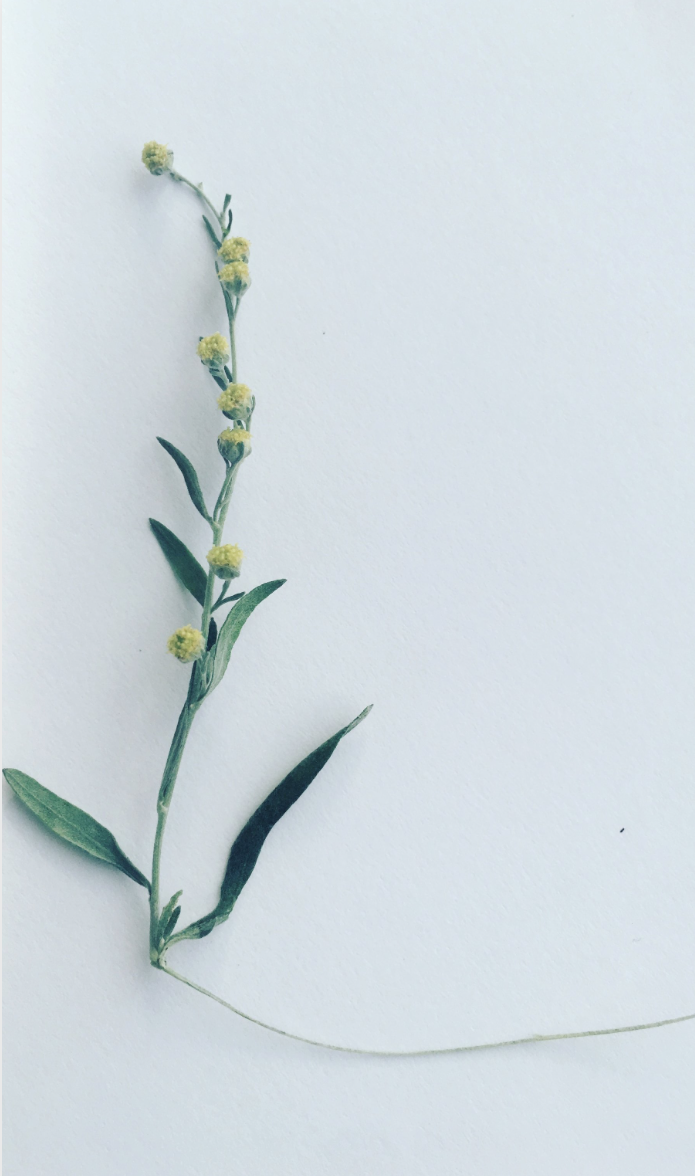 Screen Shot 2020-04-04 at 5.34.02 PM.png