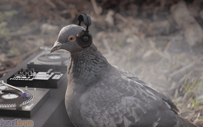 Carrier Pigeon Bumps.gif