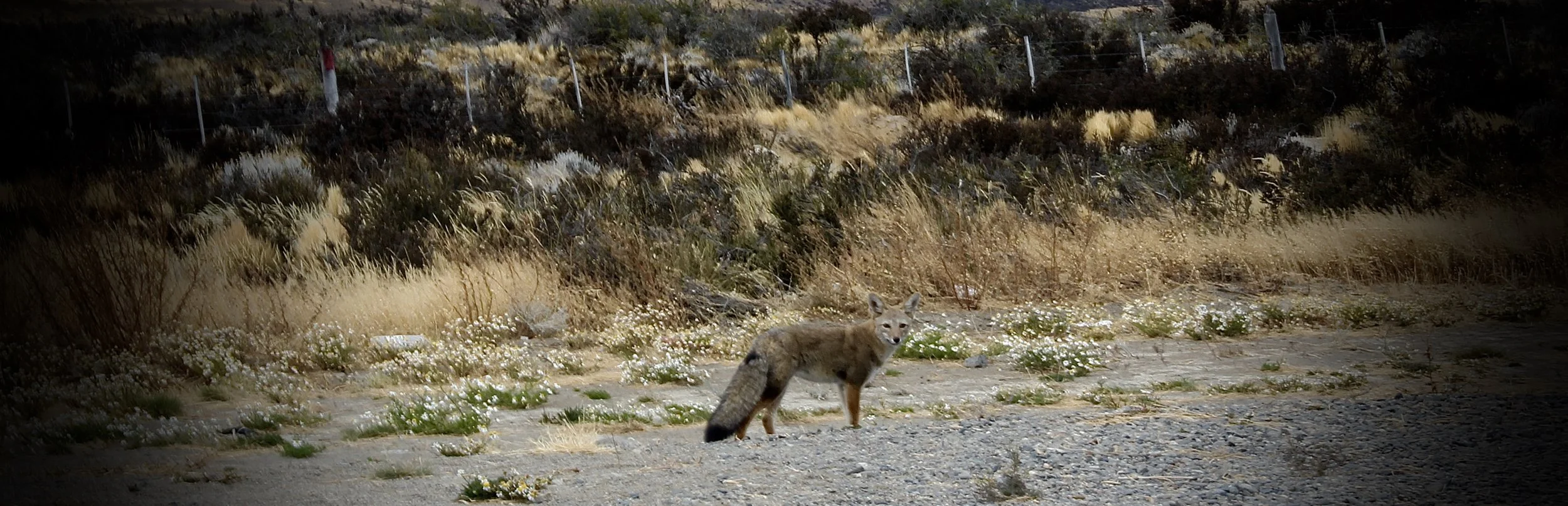 South American Grey Fox / Patagonian Fox / Culpeo / Chilla / Grey Zorro. 