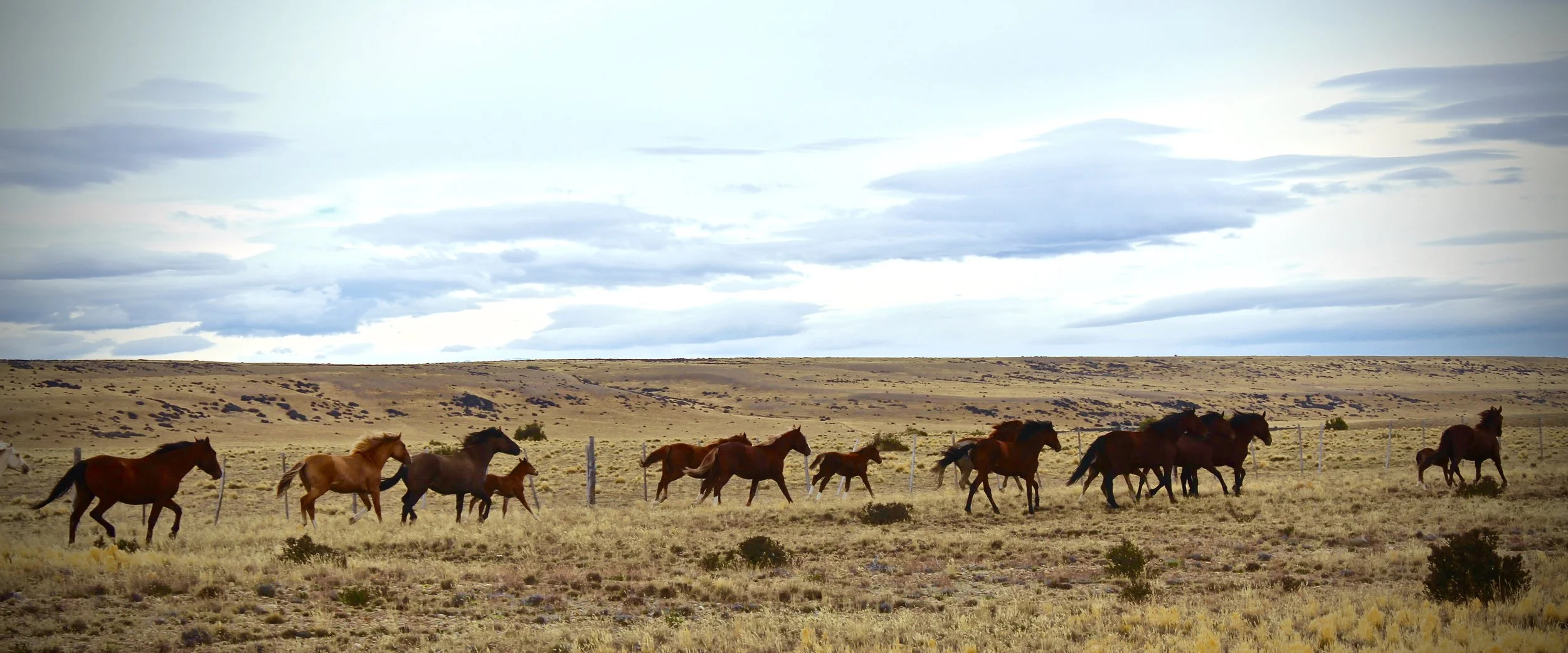 Not exactly "wildlife" but horses in Patagonia are a way of life and are abundant. This herd was running alongside the highway.