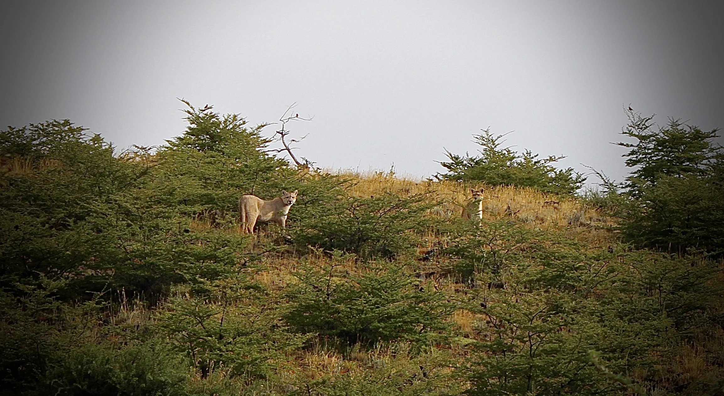 Pumas in Patagonia ! 