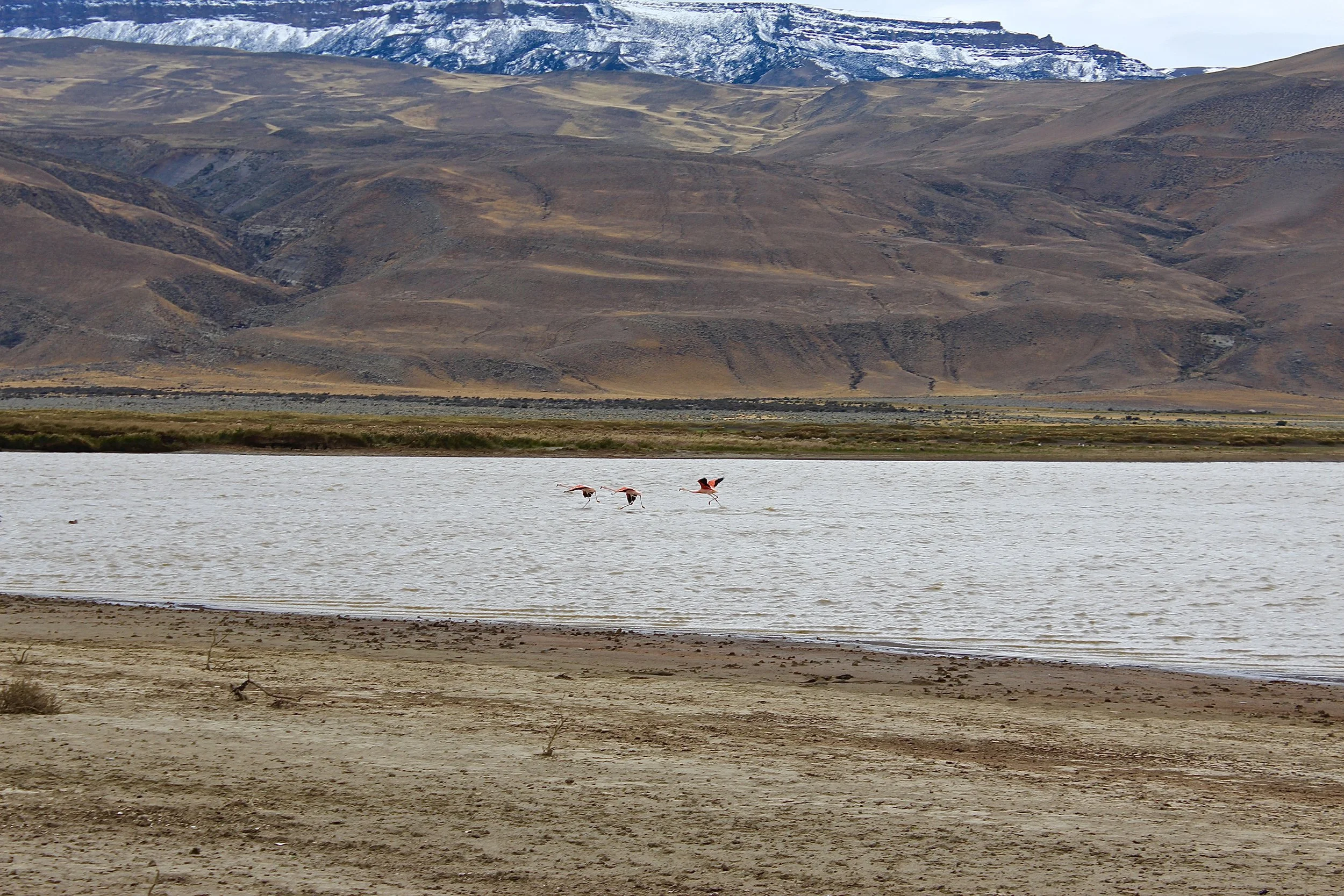 The Chilean Flamingo - Not yet an endangered species, but listed as "Near Threatened." The name "flamingo" comes from the Portuguese word for "flame" - depicting the bright pink color of these birds. 