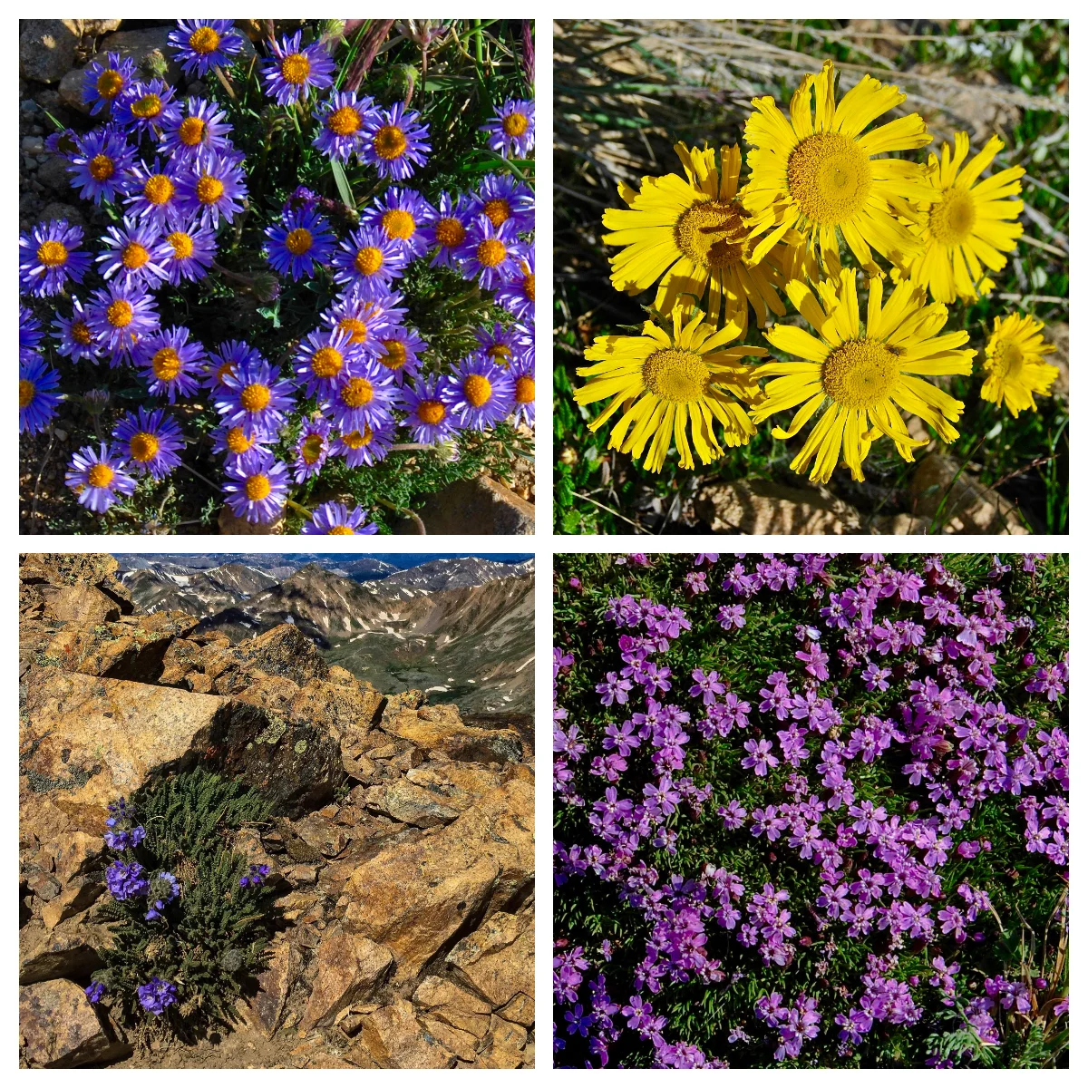 Aster, Alpine Sunflower, Alpine Sawsepal