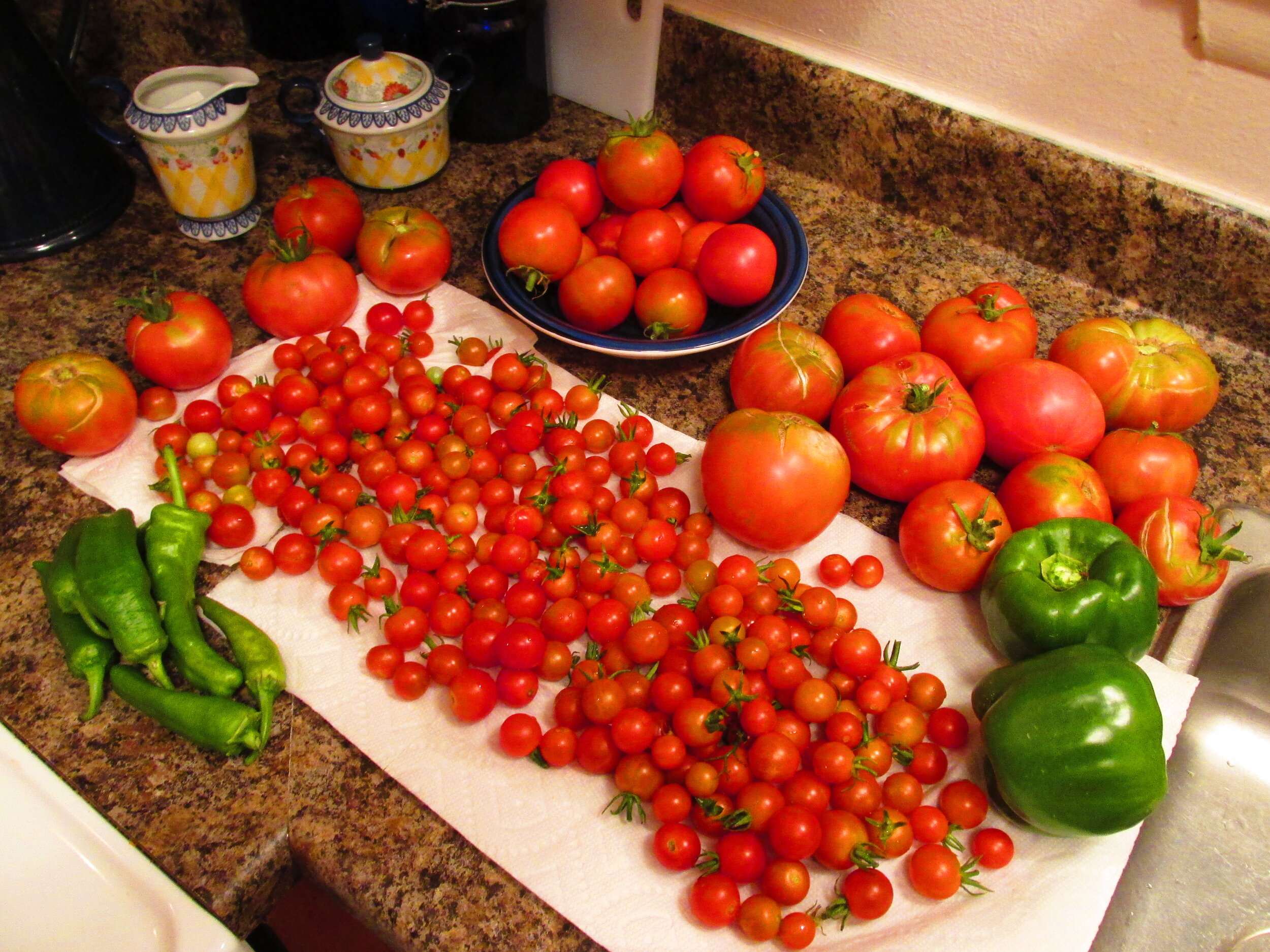 Tomato harvest 2020
