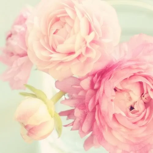 Pink-Peonies.jpg
