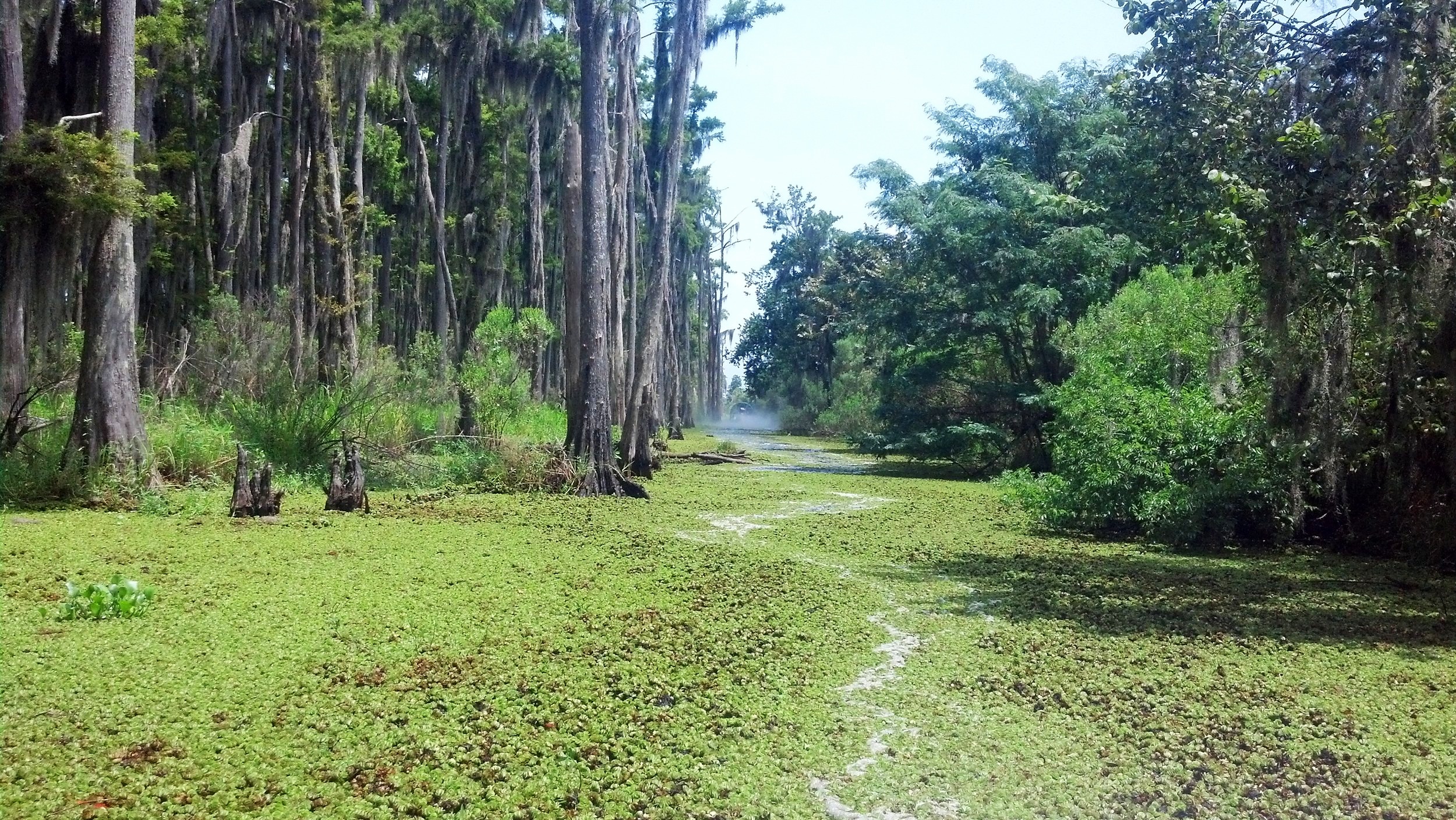 Labranche Wetlands, LA