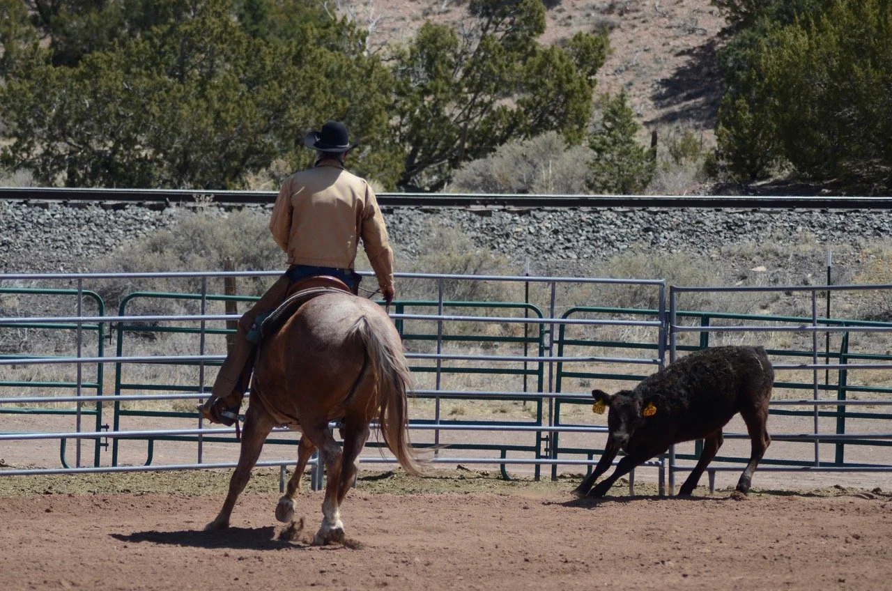 Bo Boxing Calf_5260.jpeg