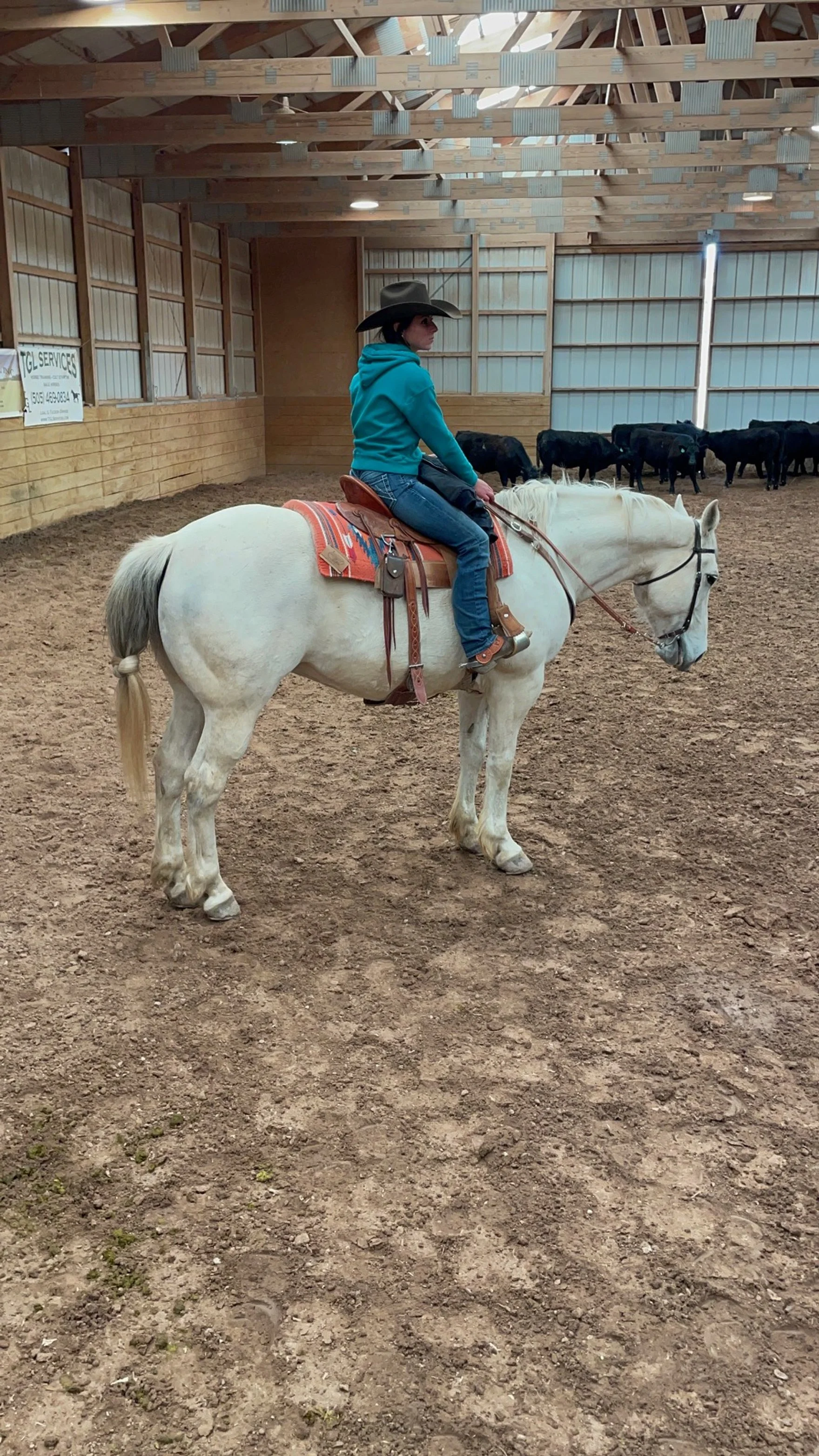 Camryn cattle indoor april 2024.JPG