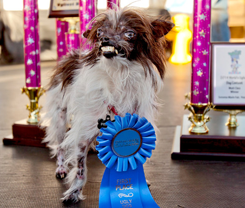 Peanut World Ugliest Dog 2014