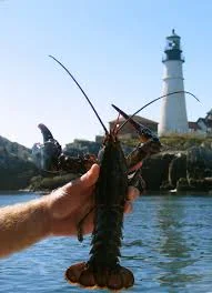 This is a lobster