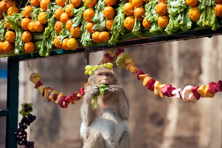 Monkey Banquet 