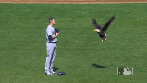 Paxton Eagle.gif