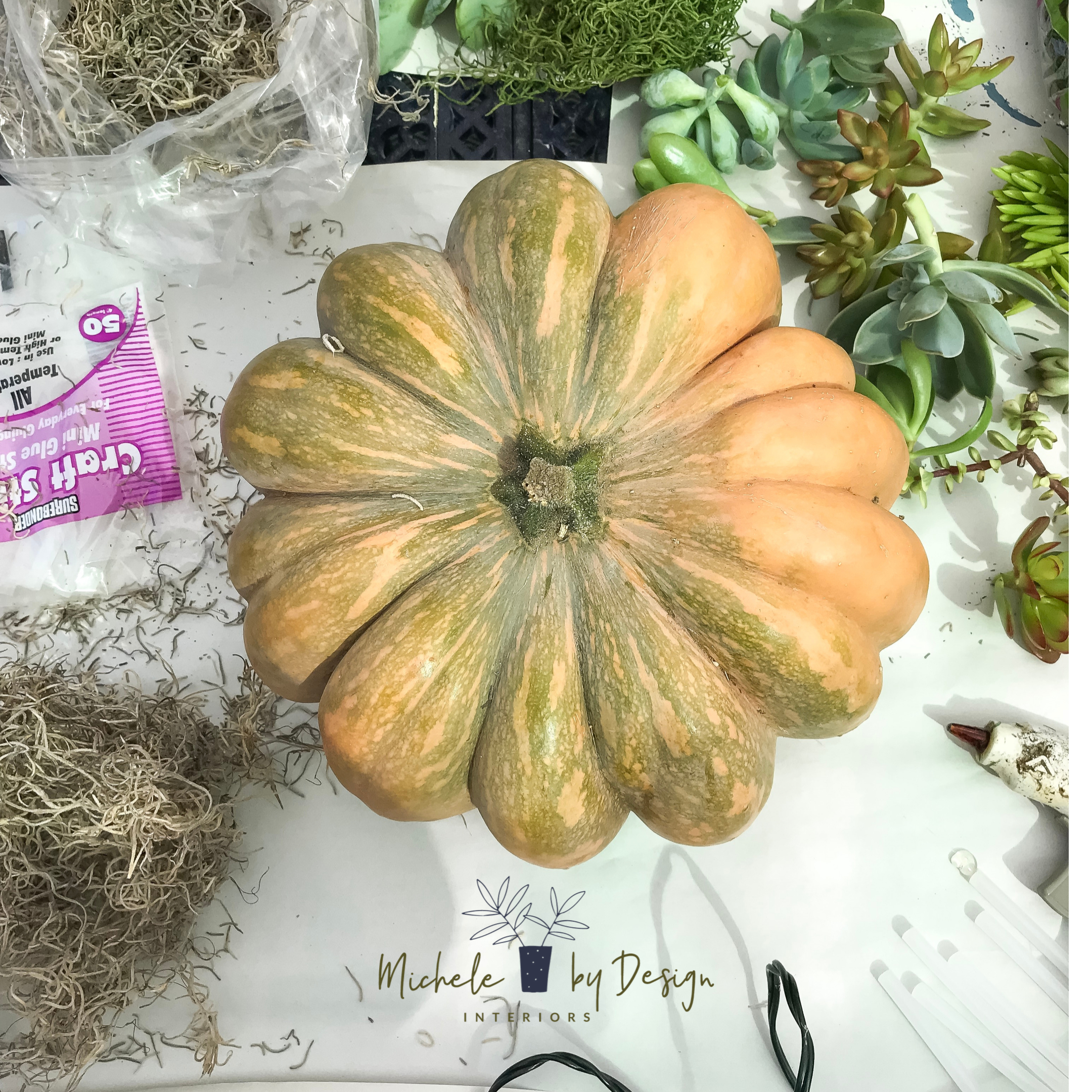 SucculentPumpkin1.png