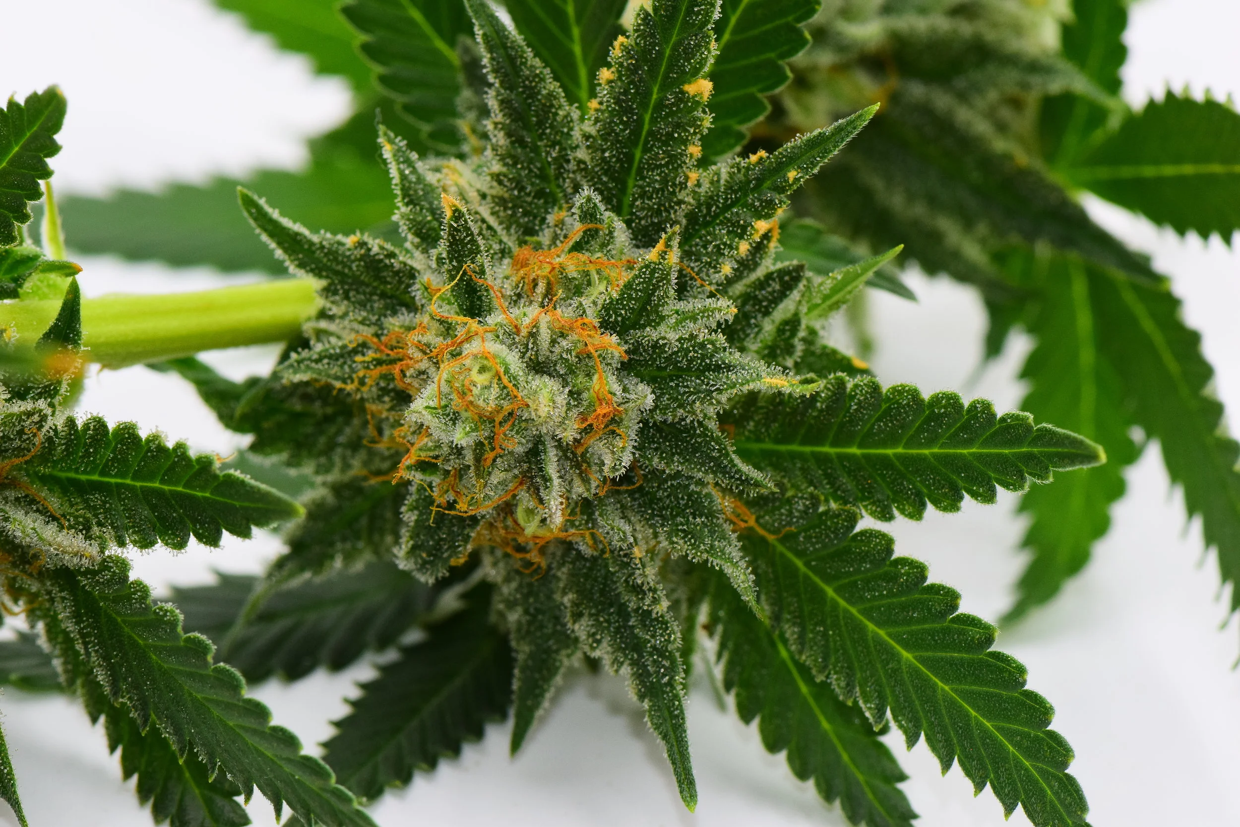 710_MACROS-027.jpg