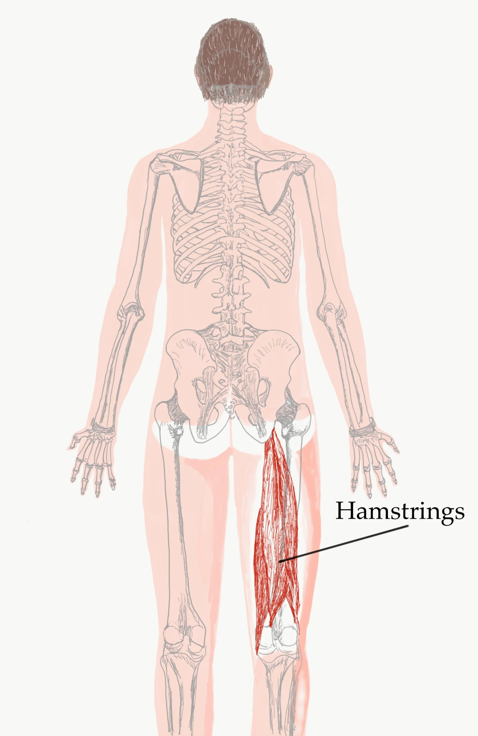 Hamsstring Origin Hamstrings — The Bodywork Institute