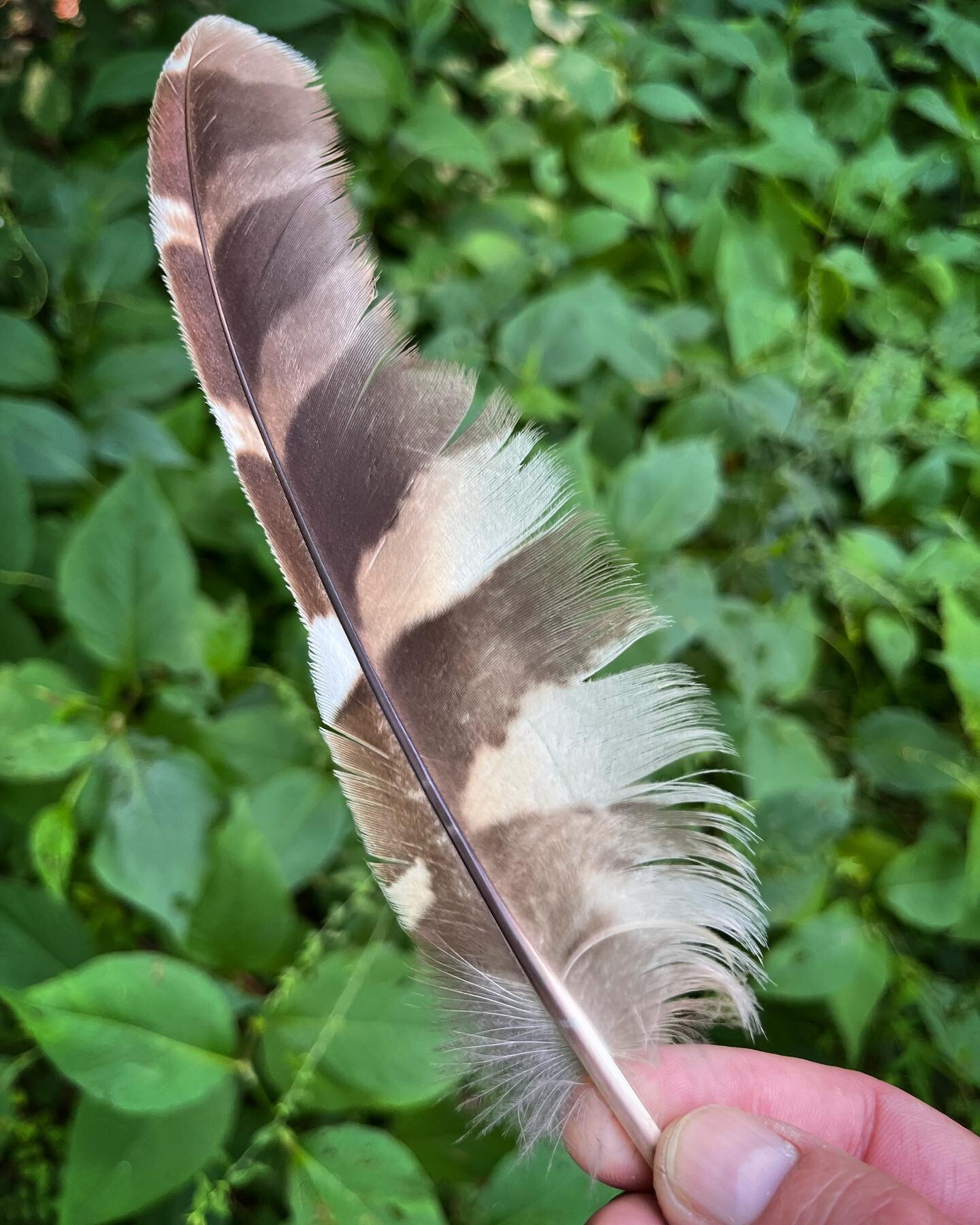 Yesterday a wise Owl dropped a feather in my path.. 🦉
.
.
.
.
.
.
.
#owl #owls #owllover #owlfeathers #owlobsession #owlhouse #feather_perfection #feathers #birdfeathers