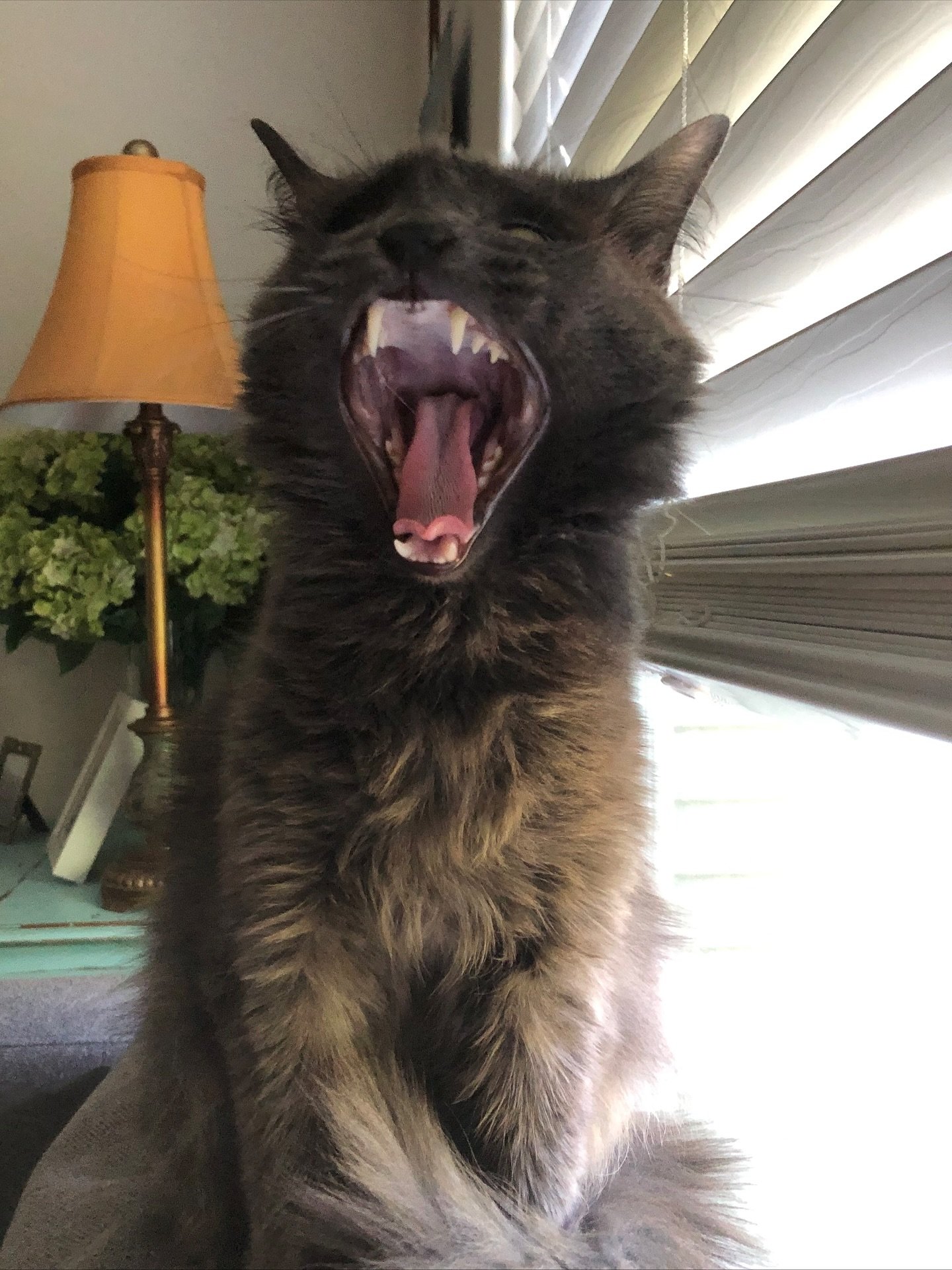 Happy Birthday Dracula. You&rsquo;re my favorite human.
Such a kind and quiet roll model. I wish more humans were as loving as you. Your all heart and fangs.. 
Thanks for being the only cat that doesn&rsquo;t run away when I play guitar. 
🐈&zwj;⬛🧛?