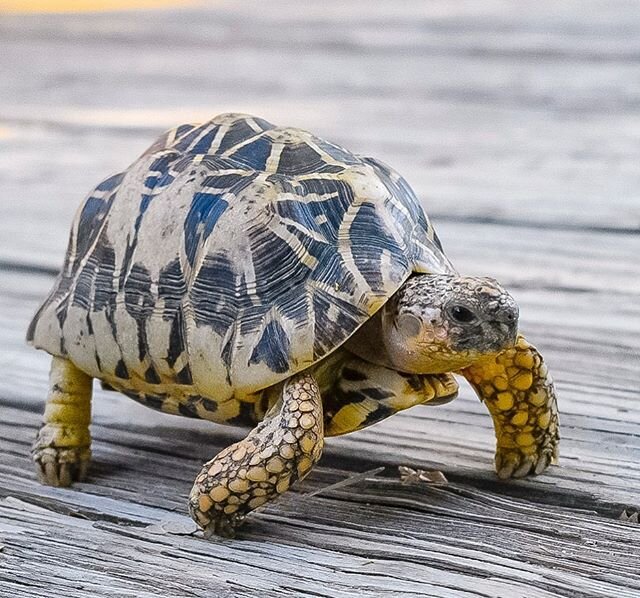 Happy hump day from our beautiful, bumpy-shelled Indian Star Tortoise, Tank! 🌟 #indianstartortoise #indianstar #tortoise #reptilesofinstagram #tort #startortoise #zovargo #zoo