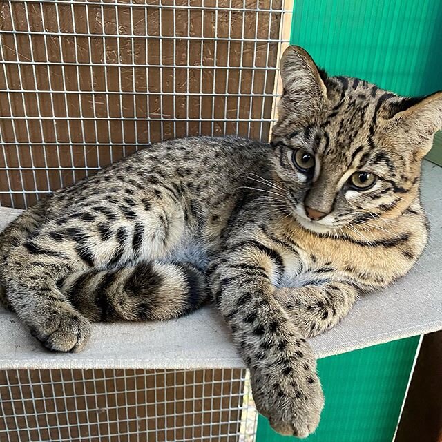 Happiest Caturday from the beautiful Lul&eacute;. 🤎❤️🖤 #geoffroyscat #geoffroyscatsofinstagram #geoffroys #wildcat #gatomontes #zovargo