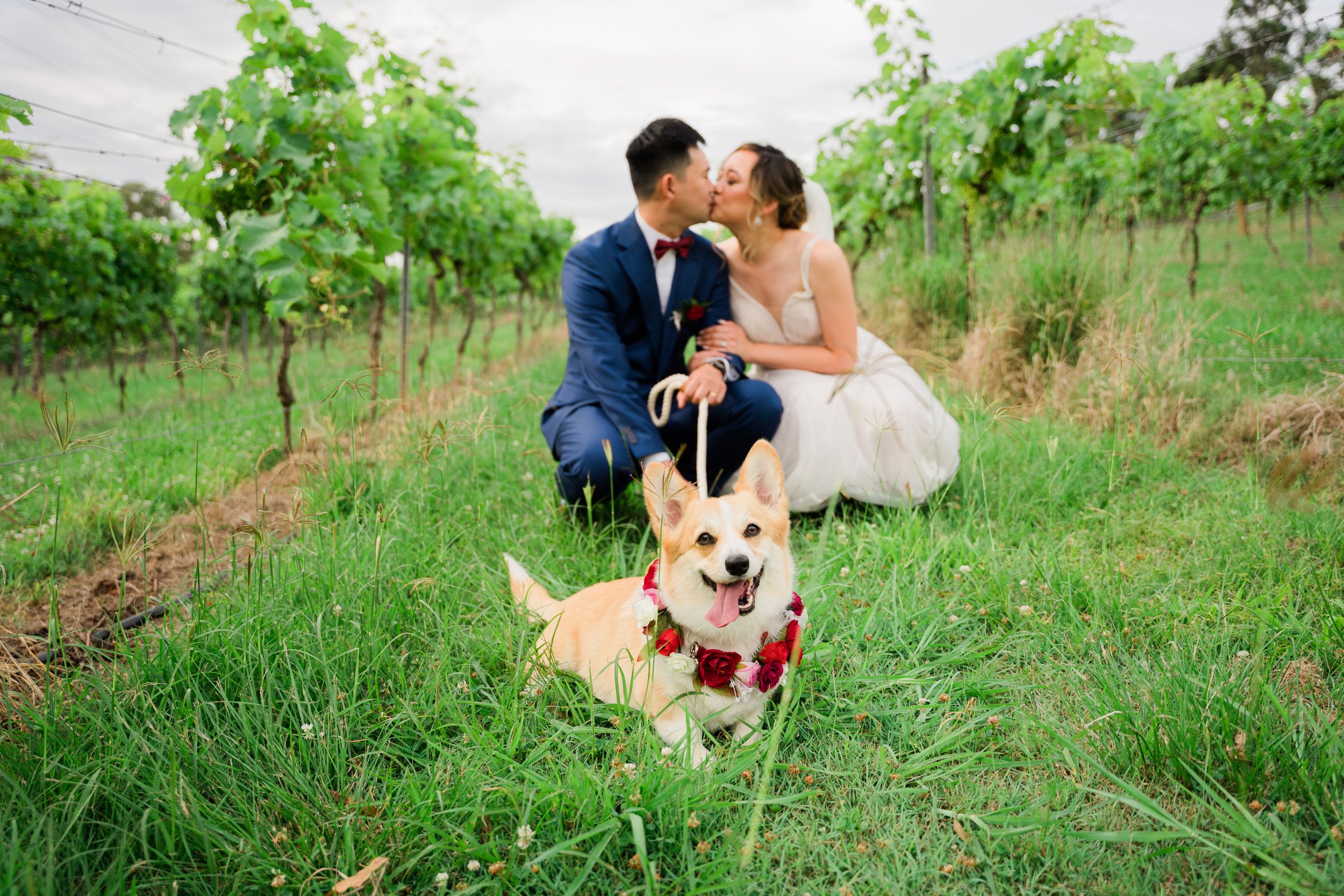 Dogs at weddings