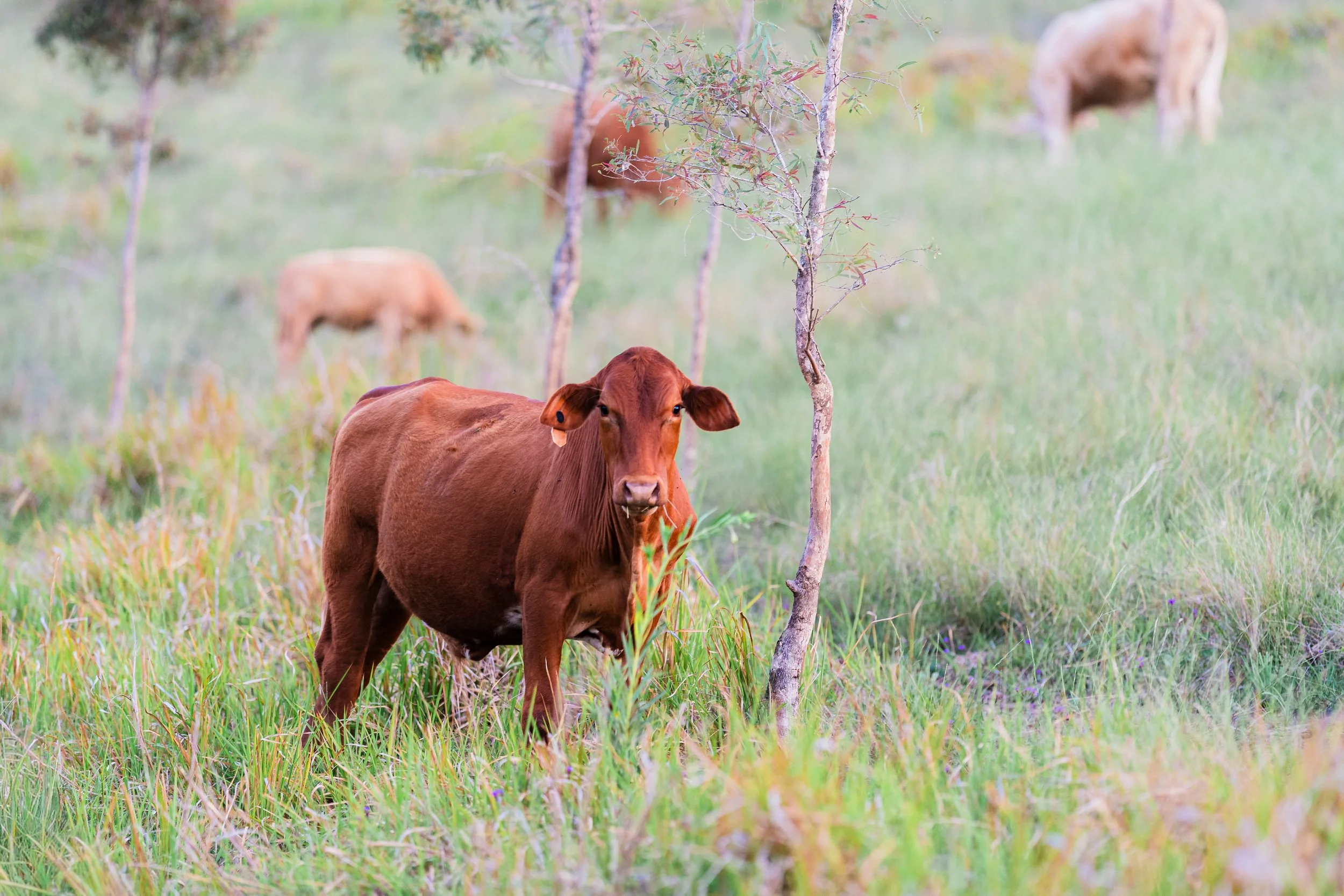 Riley's View Wedding for Brisbane Photography and Videography