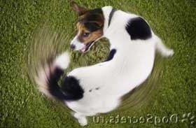 Dog chasing its tail is logical. life is not logic. what are the limits of logic?