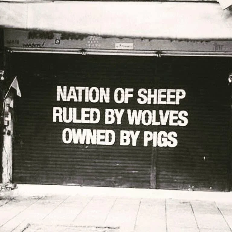 sheeps .jpg