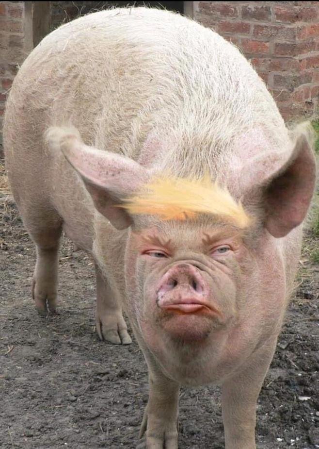 trump pig.jpg