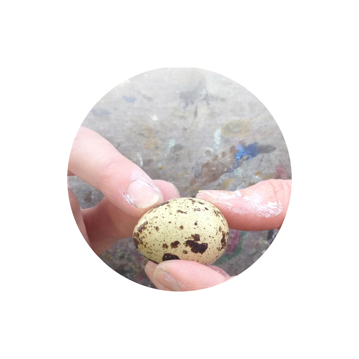 Reserved Quail Egg