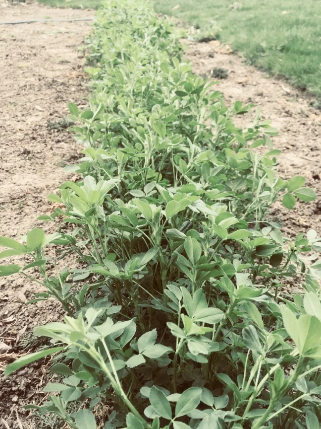 Our Alfalfa