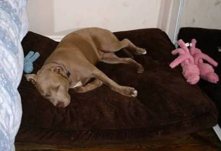 lily_sleeps.jpg
