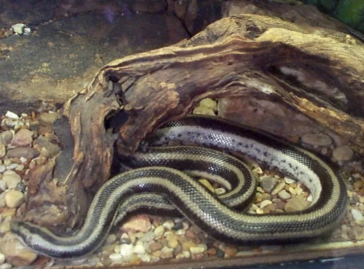 rosyboa12mar2001fwzb26.jpg