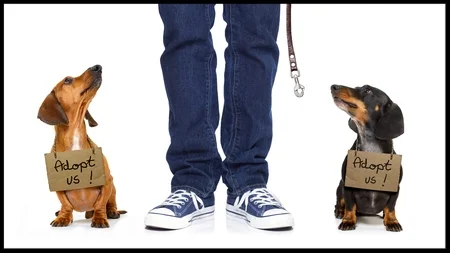 Wiener Dogs.jpg