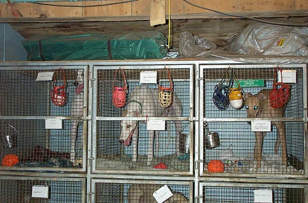 greyhounds_in_cages.jpg