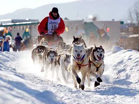 iditarod .jpg