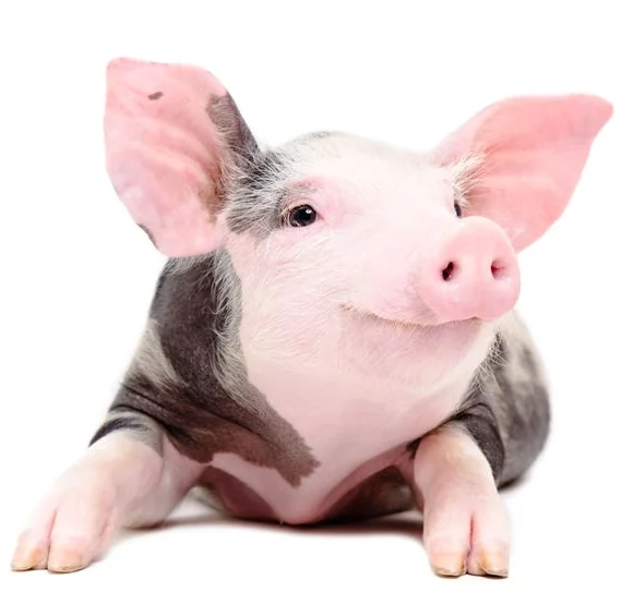 Pig.jpg